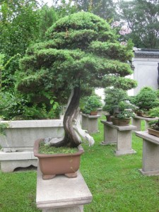 tigerhill_21 Bonsai in einem Garten